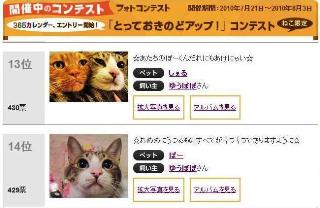フォトコンテスト猫 ぽーしぇる編。_a0143140_20533654.jpg
