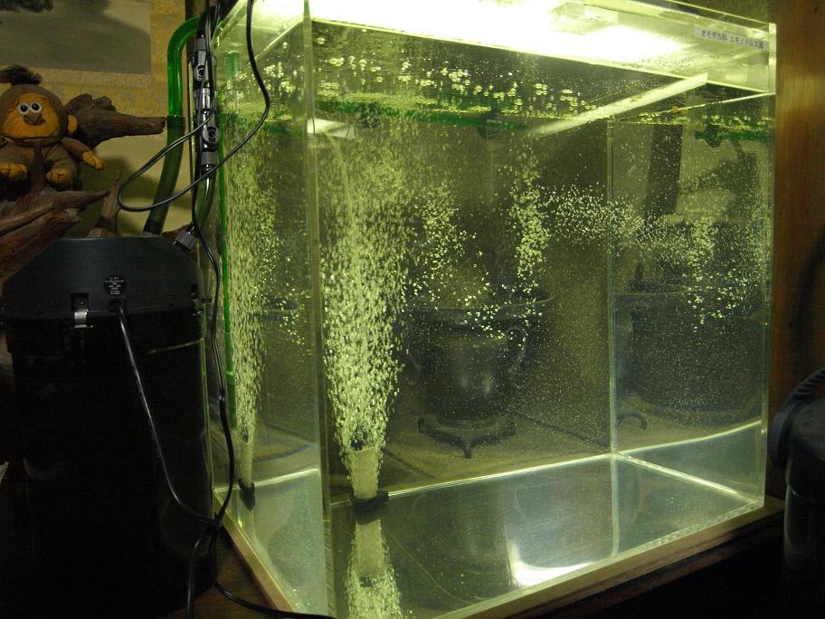 ダトニオ水槽セット