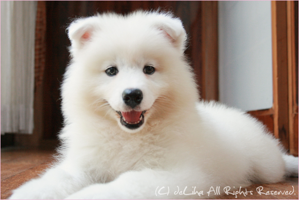 シロクマ いいえ サモエドの子犬です More Delicious