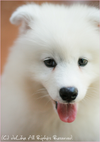 シロクマ？いいえ、サモエドの子犬です♪_c0131054_1726498.jpg