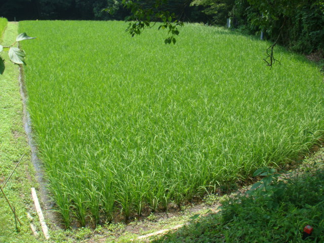 c0074157_21405434.jpg