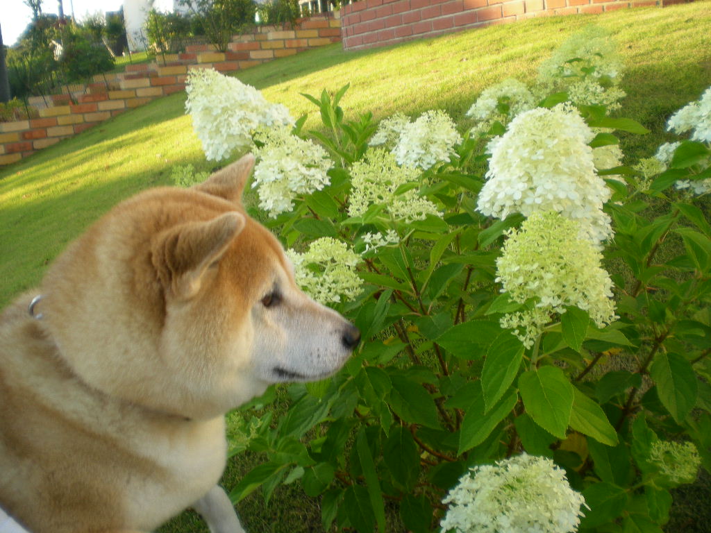 ２０１０年７月２８日（水）夏は根性なの～！_f0060461_829134.jpg