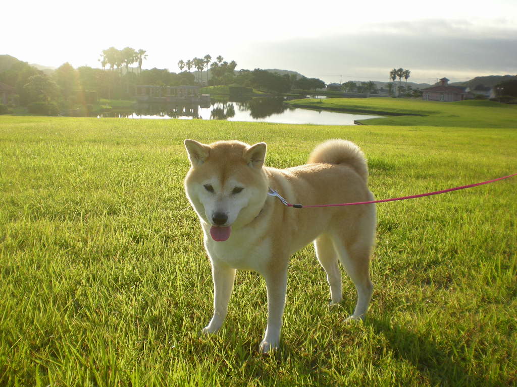 ２０１０年７月２８日（水）夏は根性なの～！_f0060461_830118.jpg