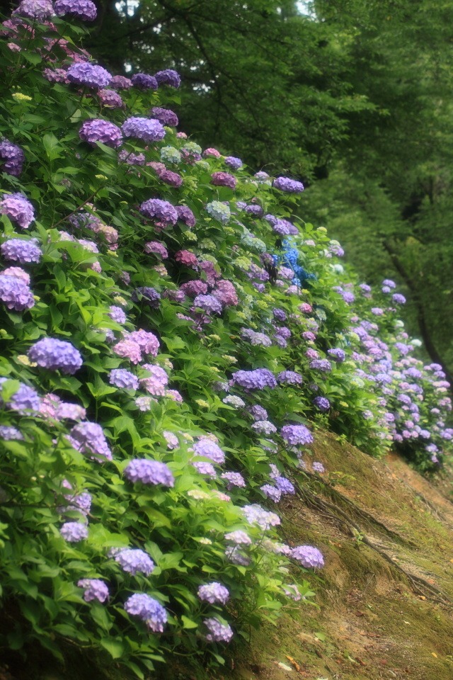 紫陽花ー水道山公園（２）_e0096372_455525.jpg