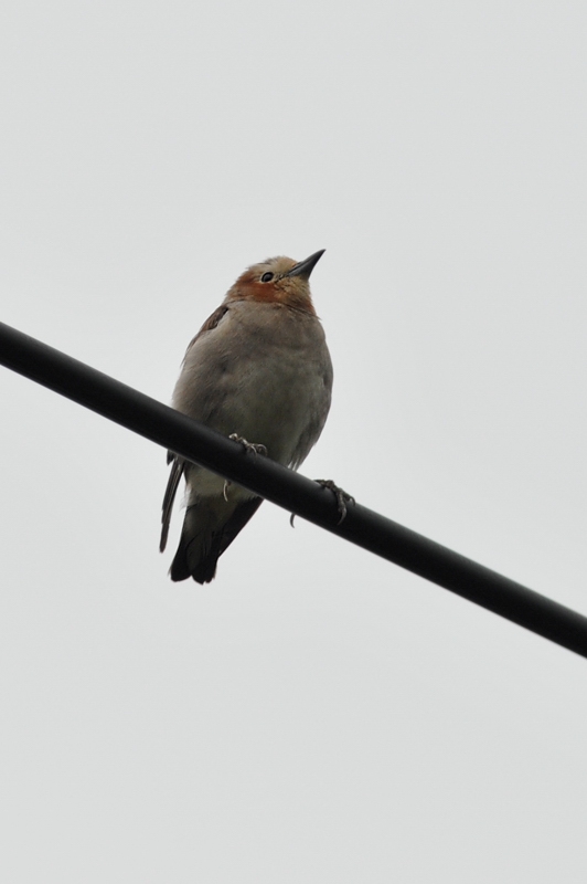 コムクドリ幼鳥(?)_f0053272_13561668.jpg