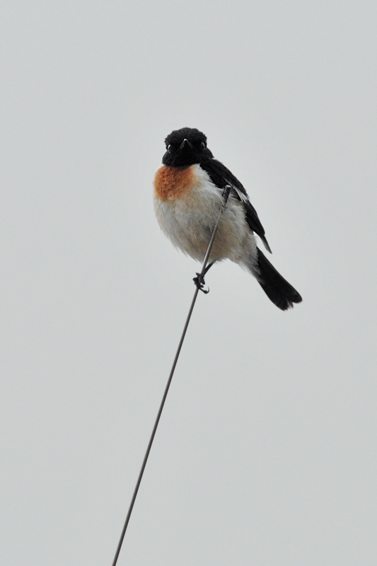 ノビタキ幼鳥_f0053272_9584546.jpg
