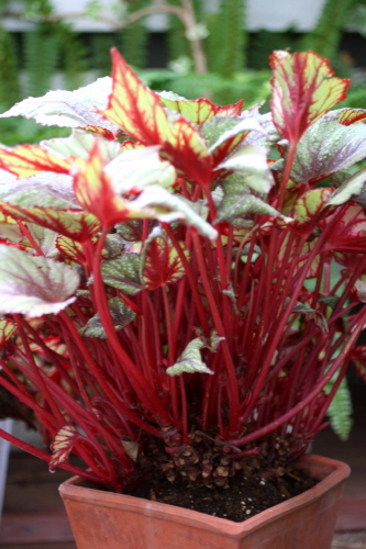 赤い茎のレックスベゴニア モーニング デュー Soleilの庭あそび 布あそび