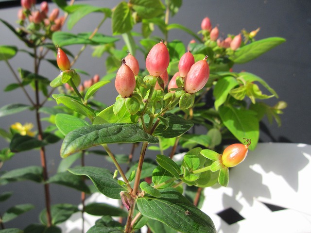 b0182884_16215537.jpg