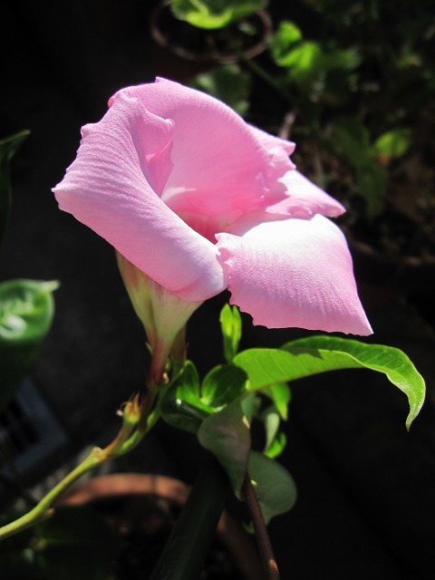 b0182884_1758134.jpg
