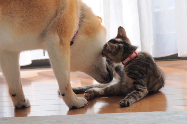 つーちゃんがきてくれて、家族みんなが幸せ!_a0126590_037505.jpg