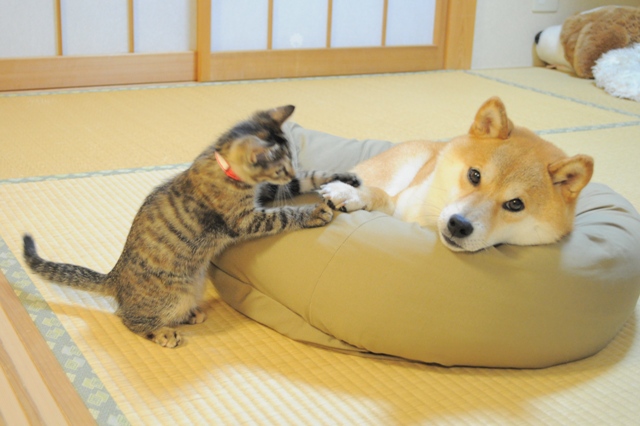 かぼ姉ちゃんの眼差しは_a0126590_23295122.jpg