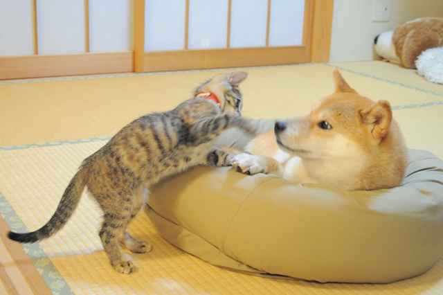 かぼ姉ちゃんの眼差しは_a0126590_2329734.jpg