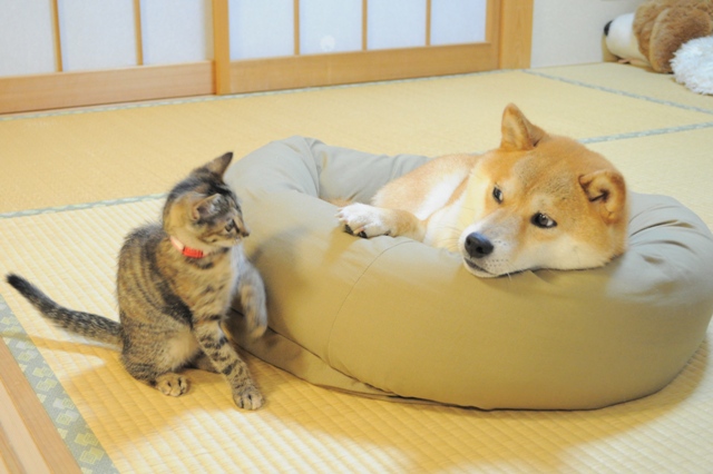 かぼ姉ちゃんの眼差しは_a0126590_2334473.jpg