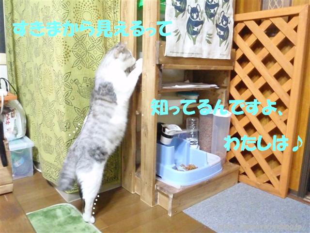a0159490_11333027.jpg
