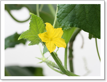 野菜の花_e0015496_2229379.jpg