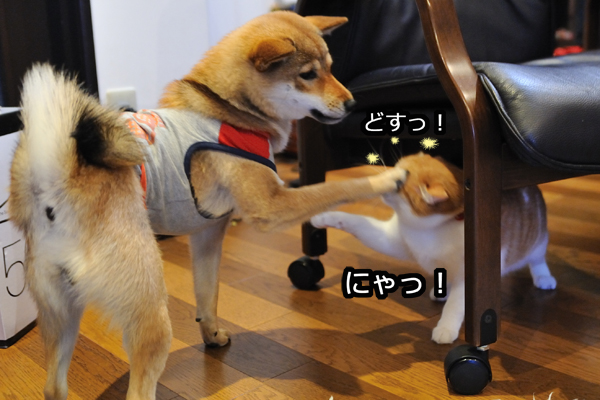 犬ぱんち ややコロ日記 犬ぱんち ややコロ日記