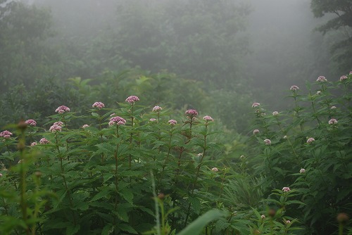 c0124100_23184118.jpg