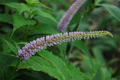 c0124100_23202974.jpg