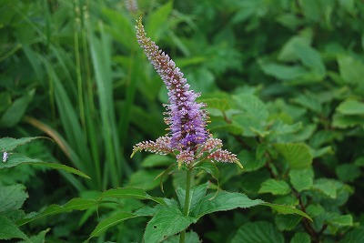 c0124100_2320413.jpg