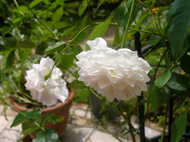 a0123003_16545611.jpg