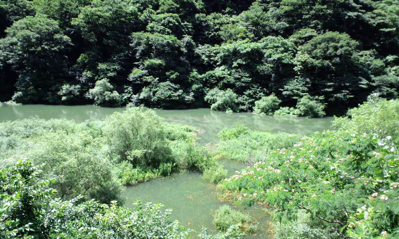 夏晴れ　ちょっと県民の森へ_d0093903_21544274.jpg