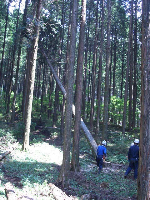 富士ひのきの森林認証林で「木こりツアー」_f0141310_511968.jpg