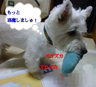 a0161111_178863.jpg