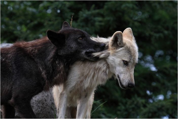 旭山動物園　～　カプッ　オオカミ　～_f0139911_20141869.jpg