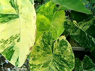 Colocasia esculenta var. variegata : Ｔｉｔａｎ'ｓ Ｇａｒｄｅｎ