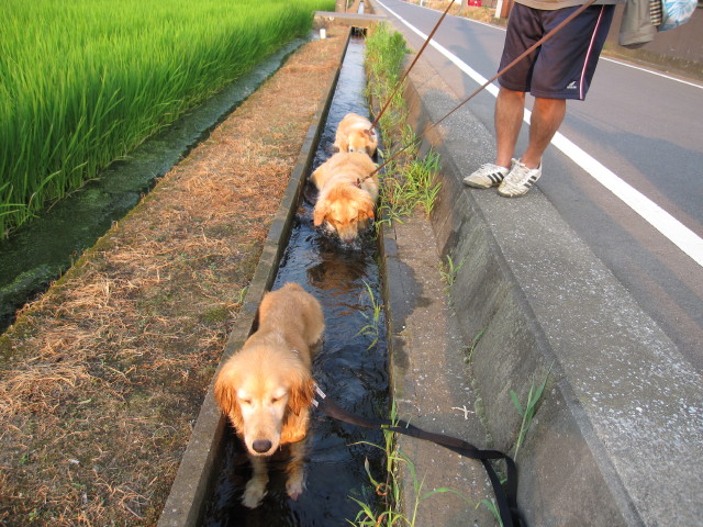 【マリ＆幸太】　田んぼの水路_d0046821_13404768.jpg