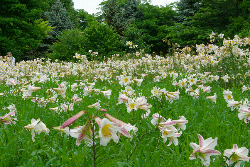 ７月末の百合が原公園～百合づくし～_c0223825_055592.gif