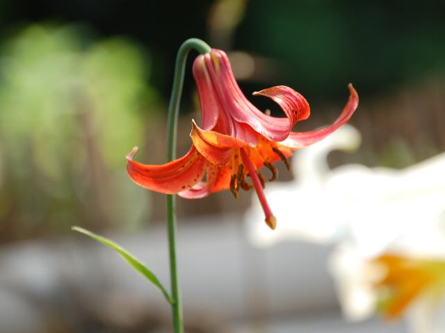 リリウム カナデンセ 花の仲間調べ リリウム カナデンセ 花の仲間調べ