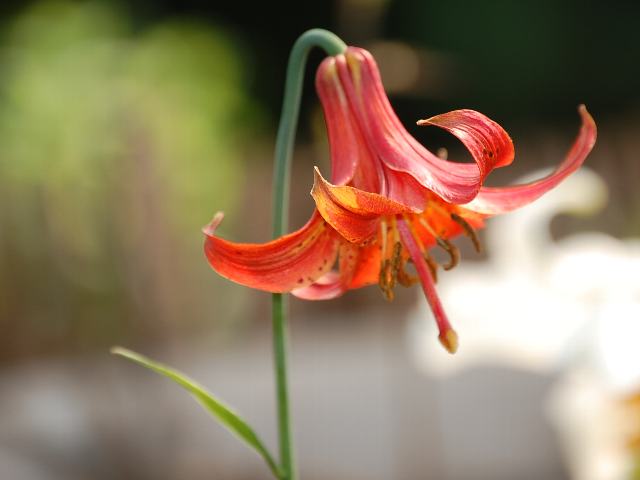 リリウム カナデンセ 花の仲間調べ