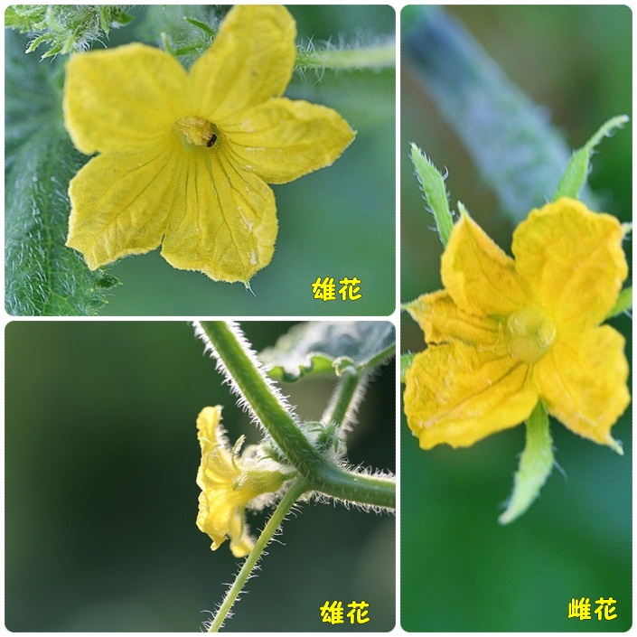 野菜の雄花と雌花 自然のキャンバス