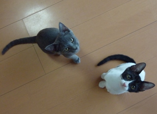 猫のお友だち 銀くんこちびちゃん編。_a0143140_21203062.jpg