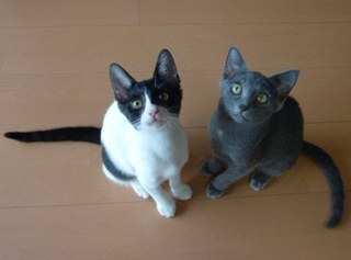 猫のお友だち 銀くんこちびちゃん編。_a0143140_21218100.jpg