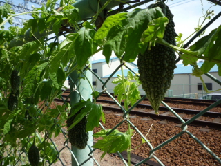 大きく育ちました。_e0175651_17174481.jpg