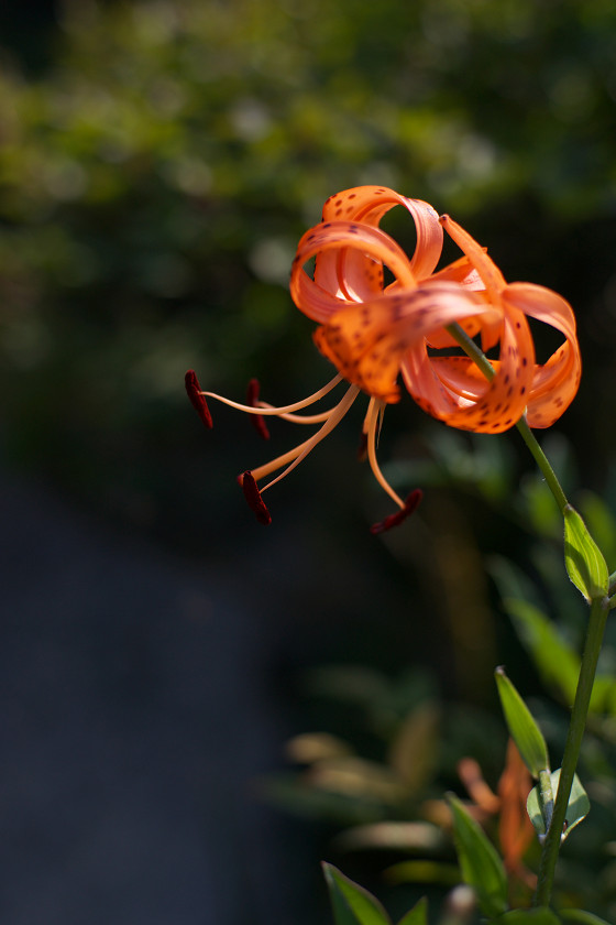 花火の次は花？_f0072758_21225597.jpg