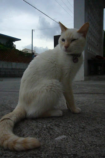 teni-pon._c0153966_21305671.jpg