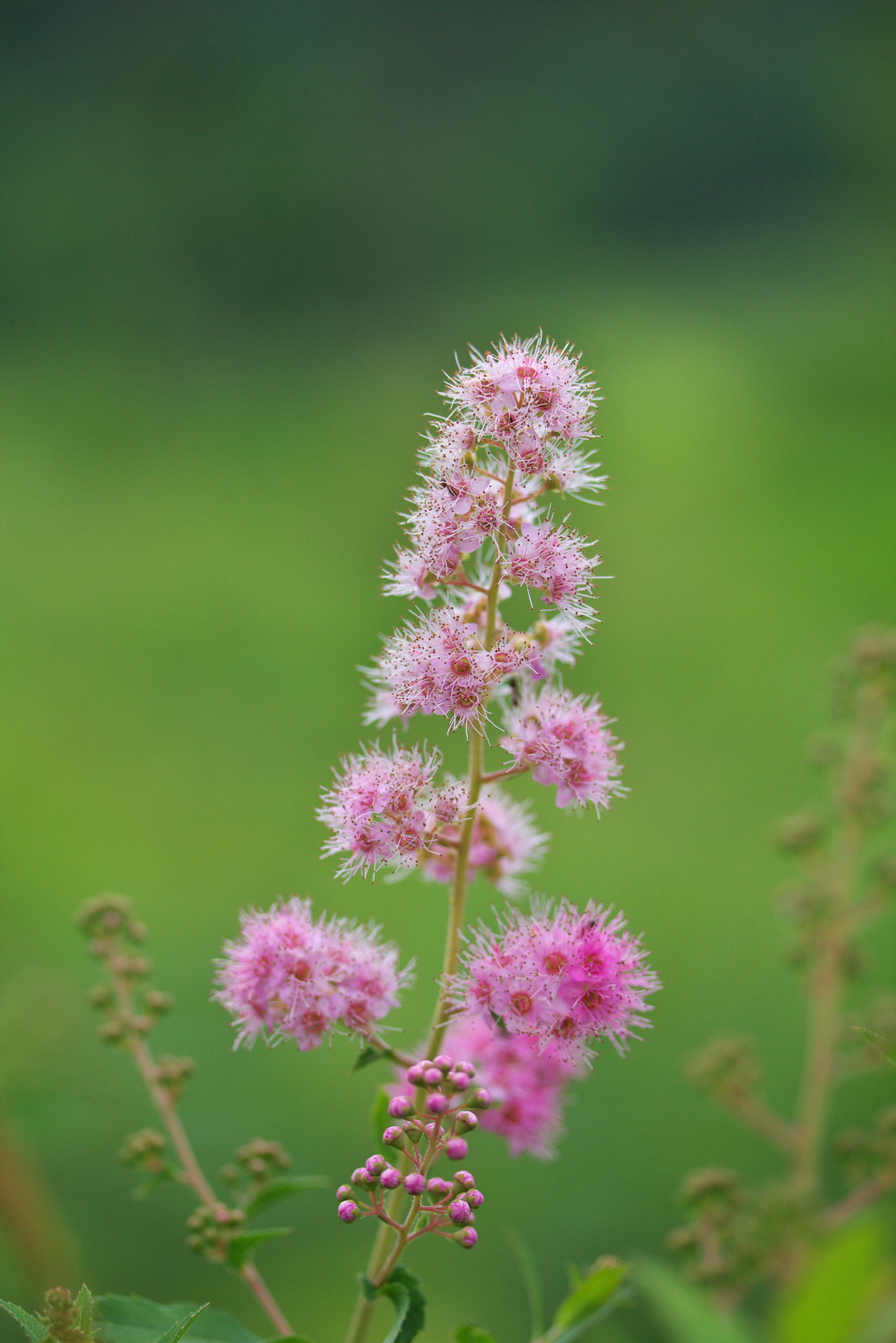 八幡高原の花・二_e0015567_2046181.jpg