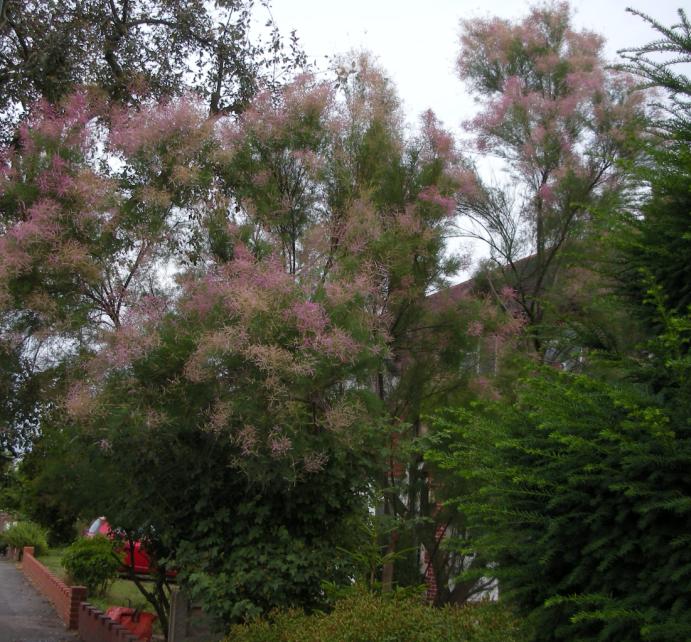 ピンクのモヤモヤした 煙の木 に似た花木 ロンパラ London パラダイス