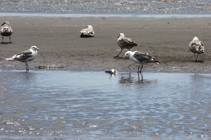 ★海浜公園の鳥類最新情報（2010.7.28）_e0046474_2029367.jpg