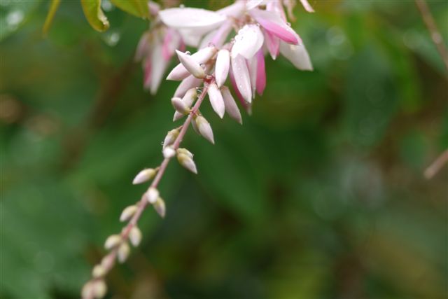 向島百花園･夏_b0175688_19531961.jpg