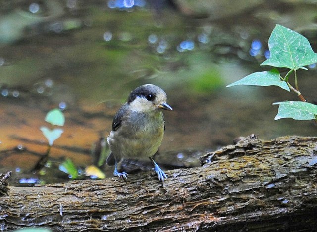 小さい鳥さんは親鳥でも・・・_a0117893_6515049.jpg