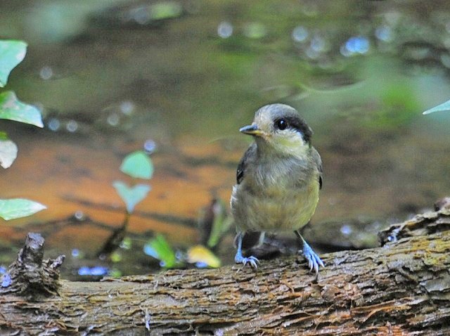 小さい鳥さんは親鳥でも・・・_a0117893_651979.jpg