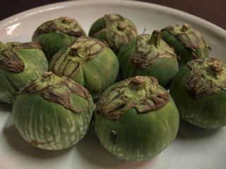 茄子_f0232994_5351353.jpg