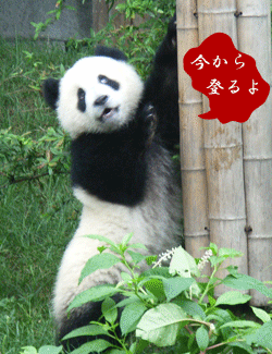 c0017802_2228141.gif