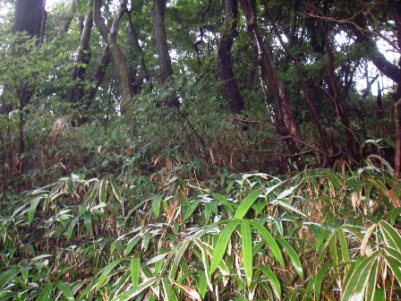 10.07.30(金) 六甲沢沿いハイキング_a0062810_1303760.jpg