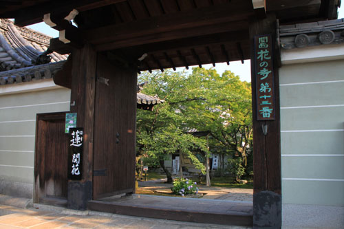 法金剛院 ハスの盛り_e0048413_13332266.jpg