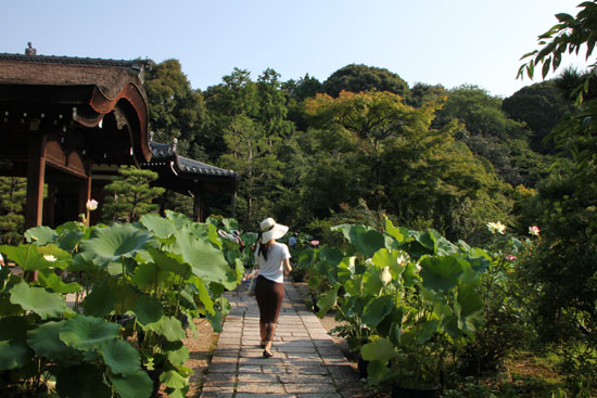 法金剛院　ハスの盛り_e0048413_13333715.jpg